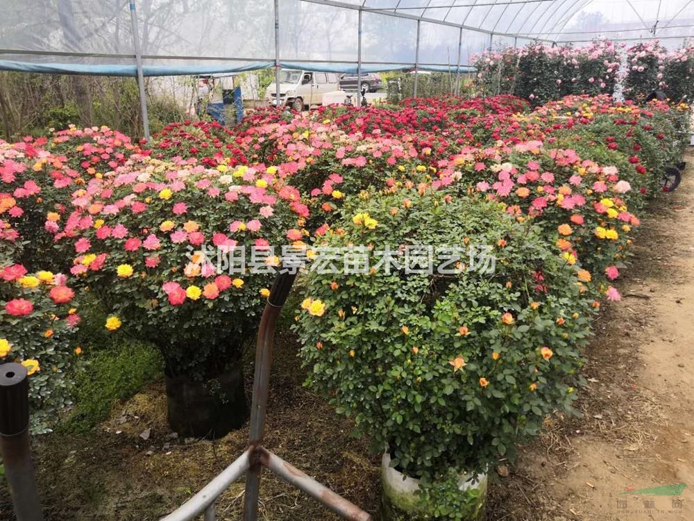 江苏月季花球苗圃直销/江苏沭阳月季花球价格便宜