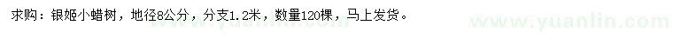 求購地徑8公分銀姬小蠟