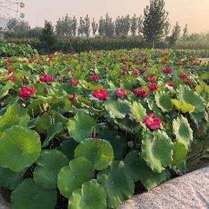 荷花 蘆葦 苦草 金魚藻 香蒲 黃菖蒲 千屈菜 再力花 人工生態(tài)浮..