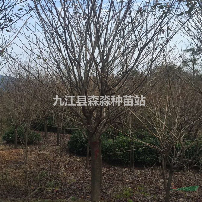 12公分櫻花樹  櫻花 櫻花樹櫻花苗