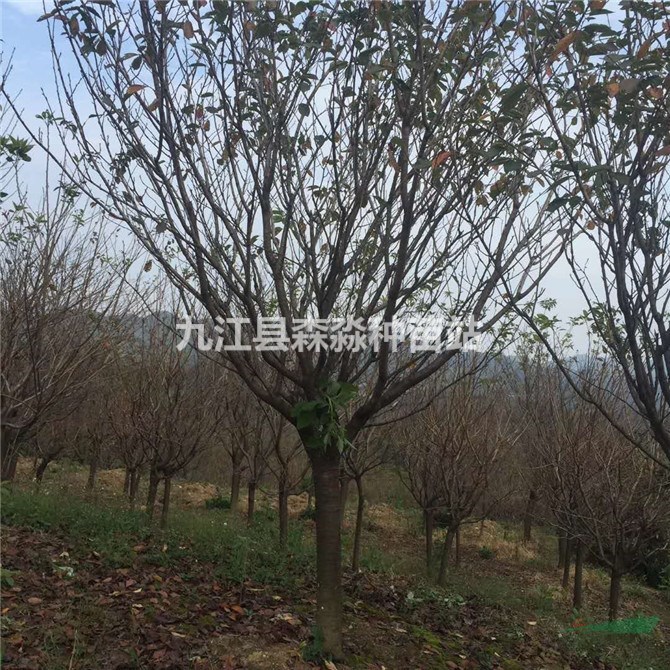 12公分櫻花樹  櫻花 櫻花樹櫻花苗
