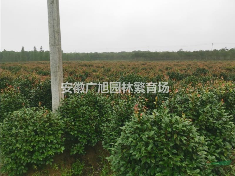 茶花