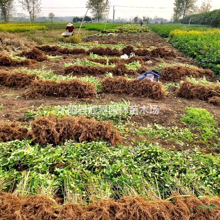 江苏水蜡苗 水蜡色块苗 金叶水蜡苗 紫叶水蜡工程用苗