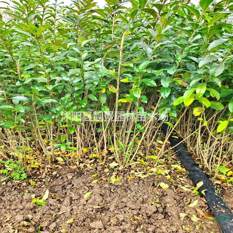 江苏水蜡苗 水蜡色块苗 金叶水蜡苗 紫叶水蜡工程用苗