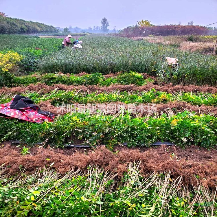 江苏水蜡苗 水蜡色块苗 金叶水蜡苗 紫叶水蜡工程用苗