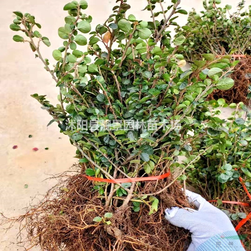 江苏平枝栒子苗 铺地蜈蚣图片 红果栒子地栽苗价格