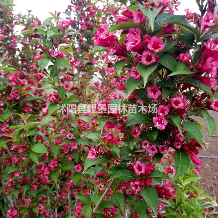 红花锦带色块苗 锦带花图片 红王子锦带地栽苗产地