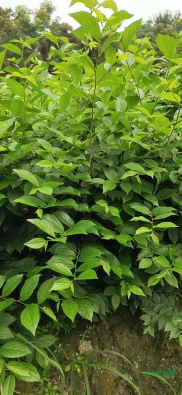 樸樹(shù)小苗