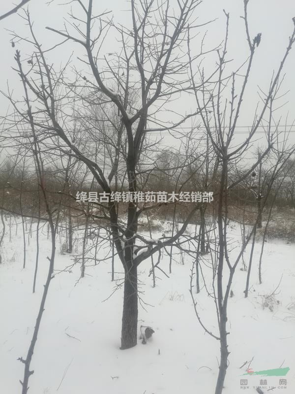 18公分柿子樹(shù)價(jià)格，20公分柿子樹(shù)價(jià)格，大規(guī)格柿子樹(shù)產(chǎn)地直供