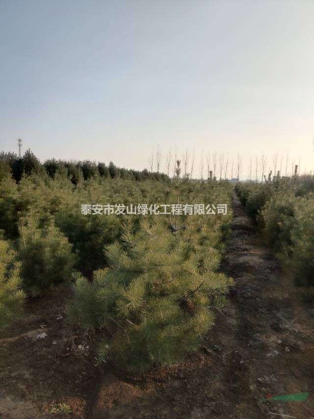 白皮松