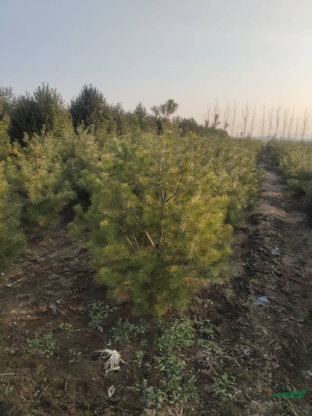白皮松