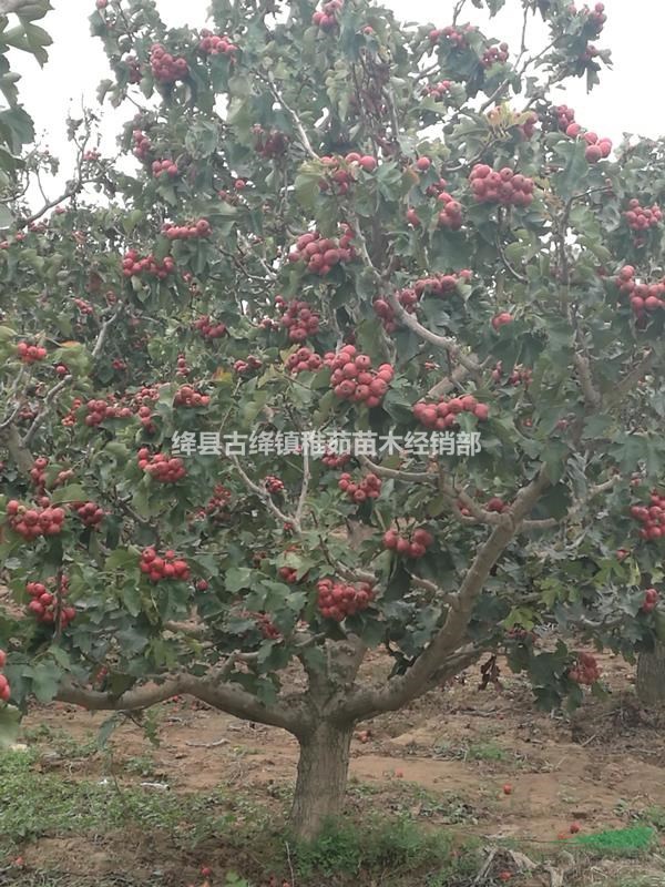 出售15公分山楂樹(shù)，18公分山楂樹(shù)，20公分山楂樹(shù)帶土球包上車