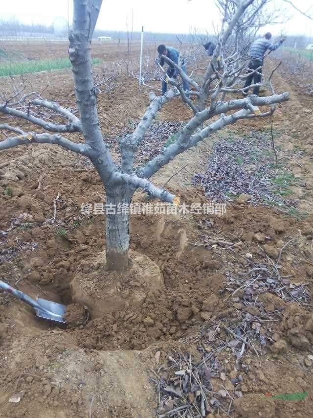 出售15公分山楂樹(shù)，18公分山楂樹(shù)，20公分山楂樹(shù)帶土球包上車