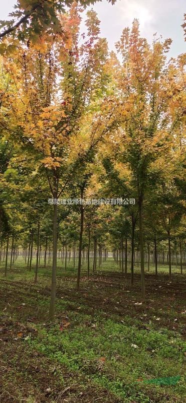 河南鄢陵 美國(guó)紅楓種植基地 
