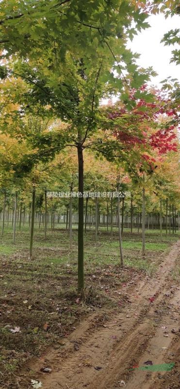 河南鄢陵 美國(guó)紅楓種植基地 