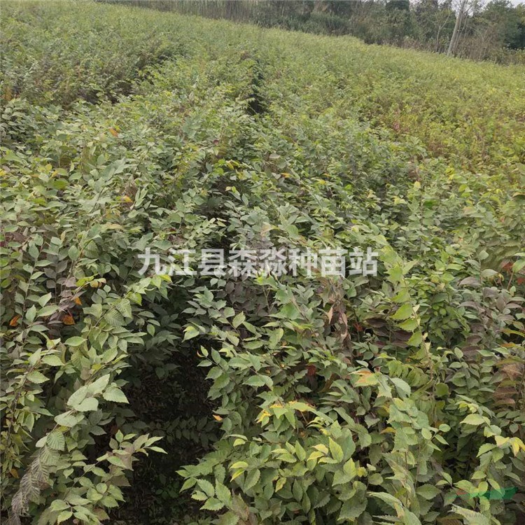 红榉小苗  红榉树苗价格  红榉树