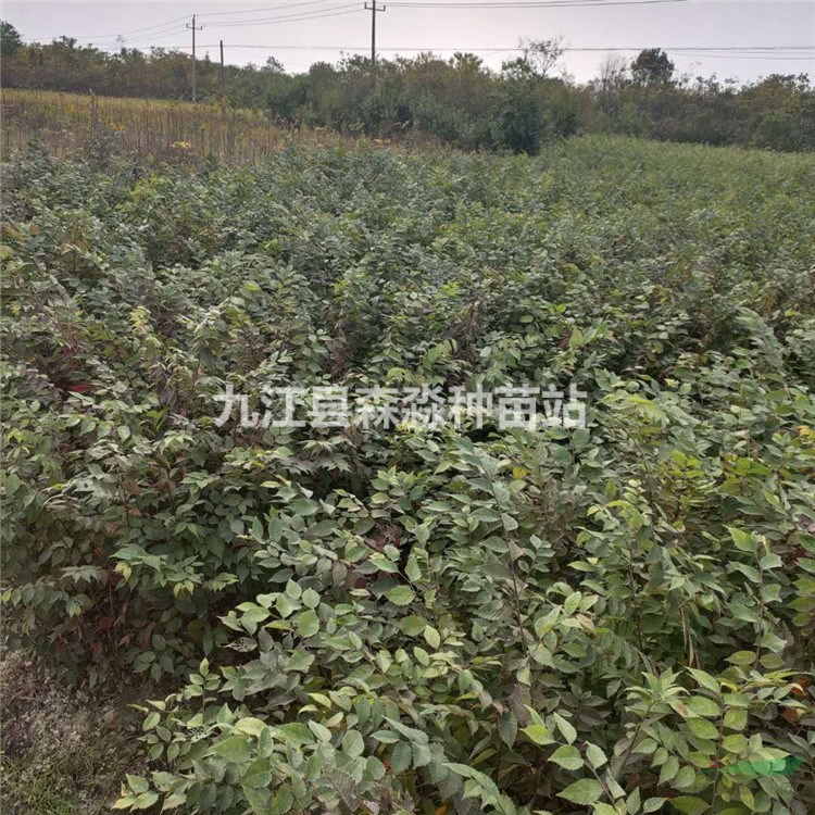 红榉小苗  红榉树苗价格  红榉树