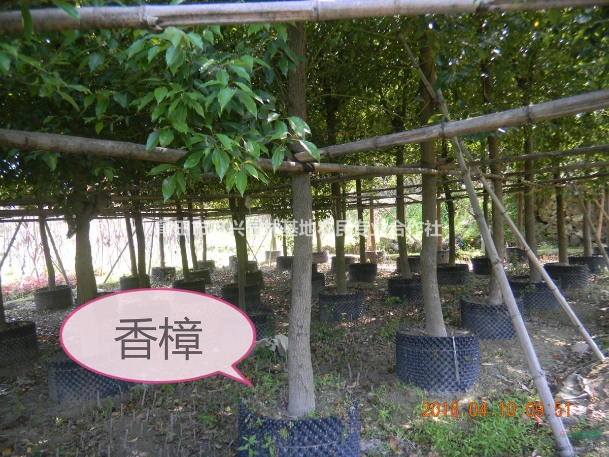 福建香樟树   米径10-15cm   袋苗