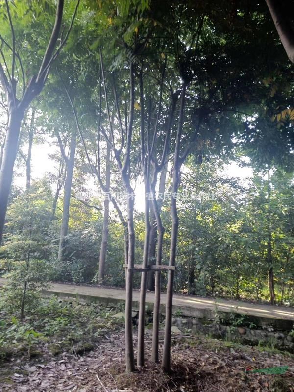 叢生欒樹　拼栽欒樹　欒樹叢生　欒樹拼栽　叢生欒樹價格　叢生欒樹哪里便宜　叢生欒樹行情　叢生欒樹產地