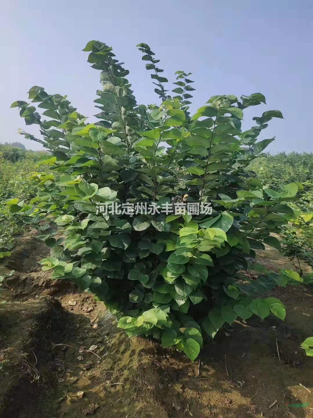 紫荊 ，大棵紫荊，小大棵紫荊