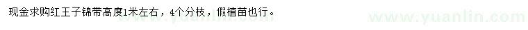 求購(gòu)高1米左右紅王子錦帶