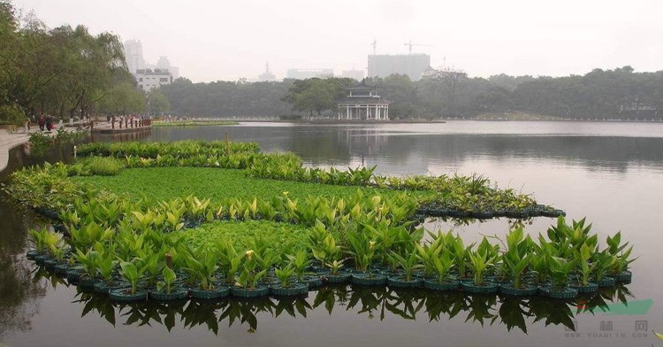 浮床_水上種菜自制浮床_綠化工程承包