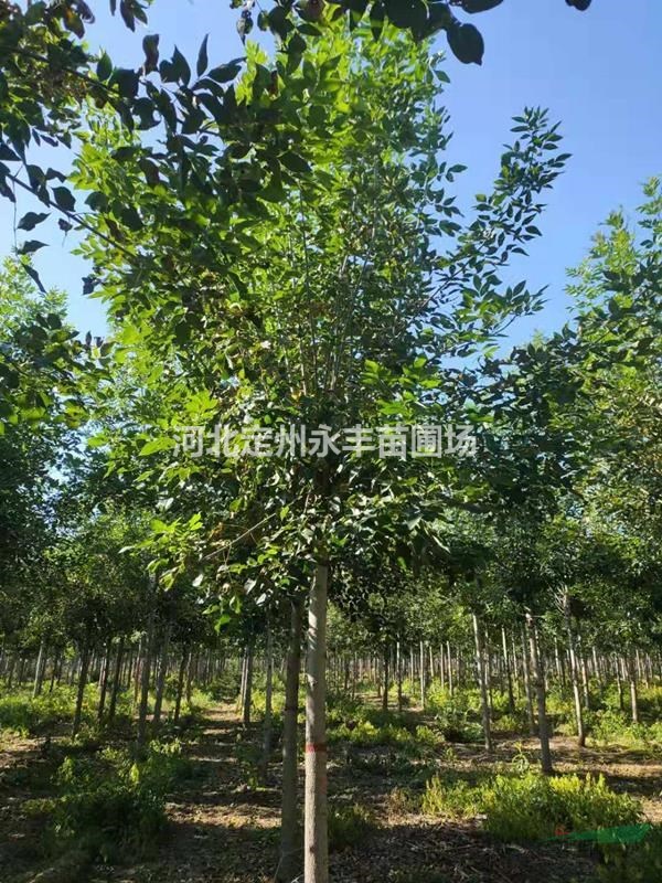 速生白蠟價格，速生白蠟照片，速生白蠟規(guī)格