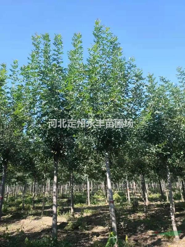 速生白蠟價格，速生白蠟照片，速生白蠟規(guī)格