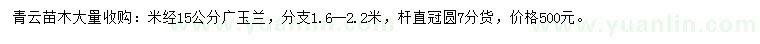 求購米徑15公分廣玉蘭