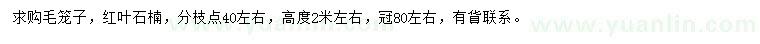 求購高2米左右紅葉石楠