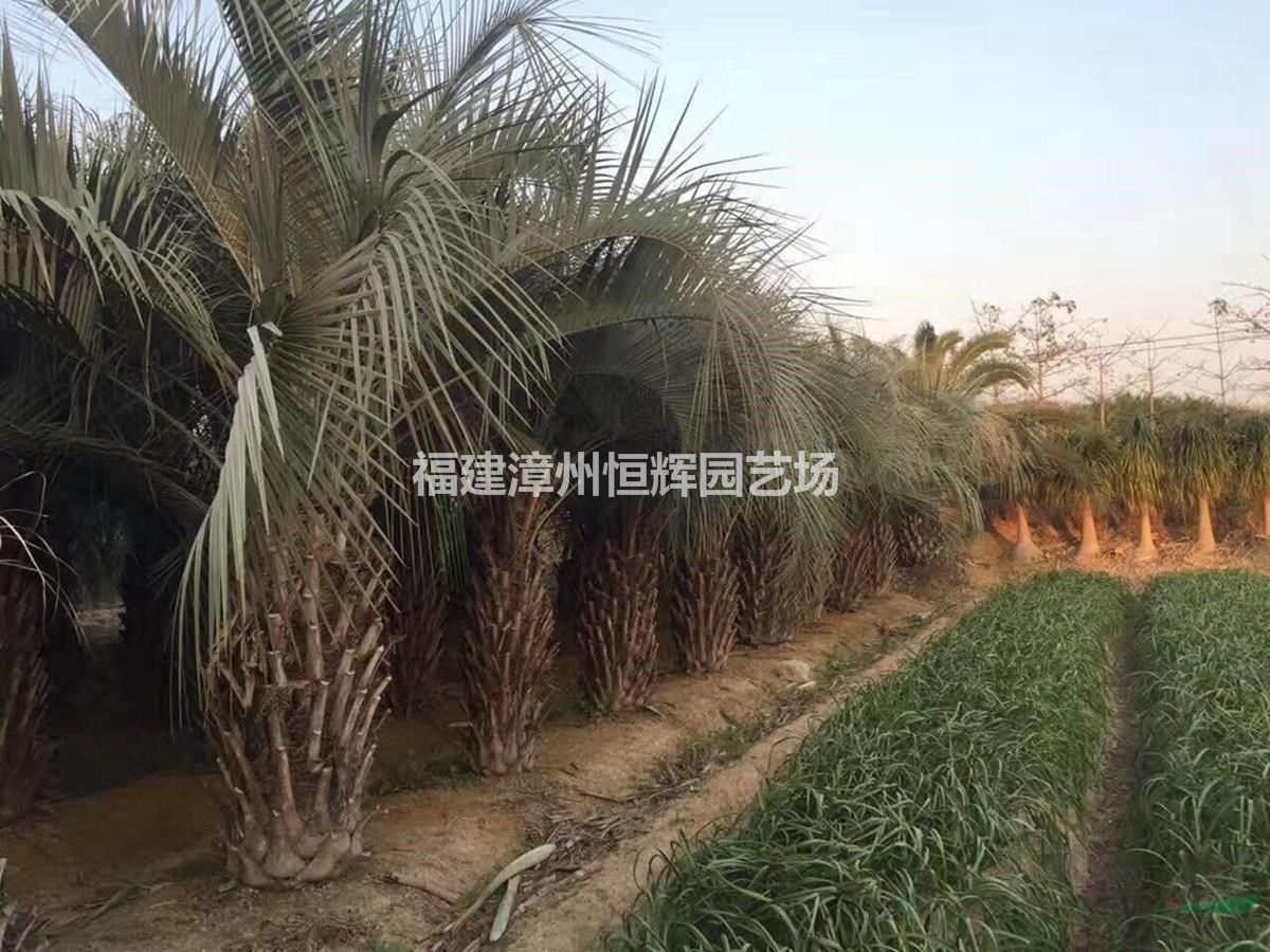 福建漳州布迪椰子病虫害防治