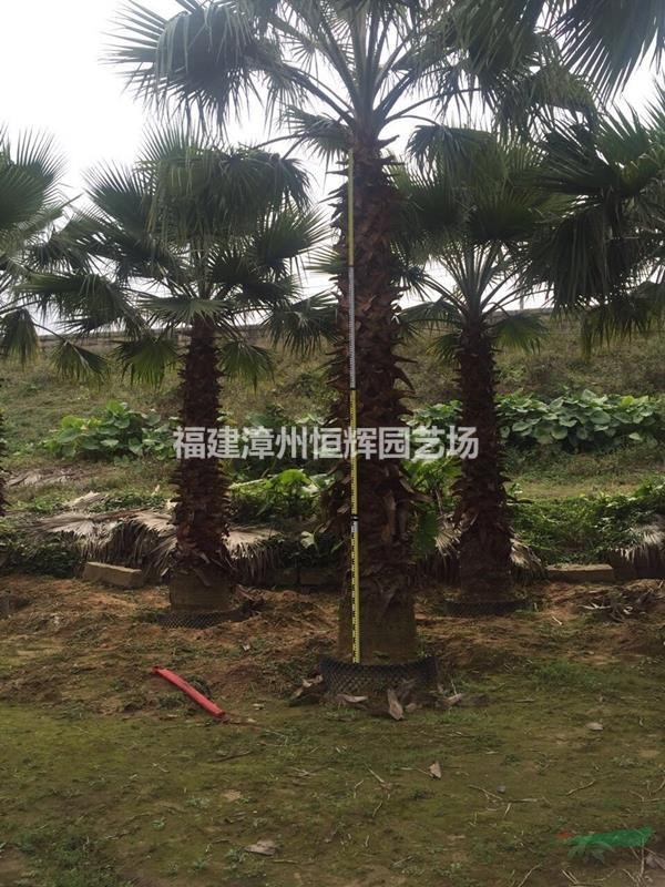 福建漳州老人葵行情報(bào)價(jià)/福建老人葵圖片展示