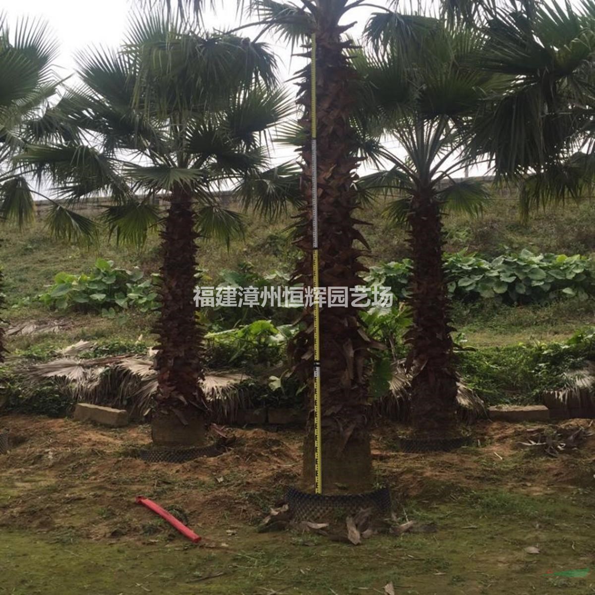 福建漳州老人葵行情報(bào)價(jià)/福建老人葵圖片展示