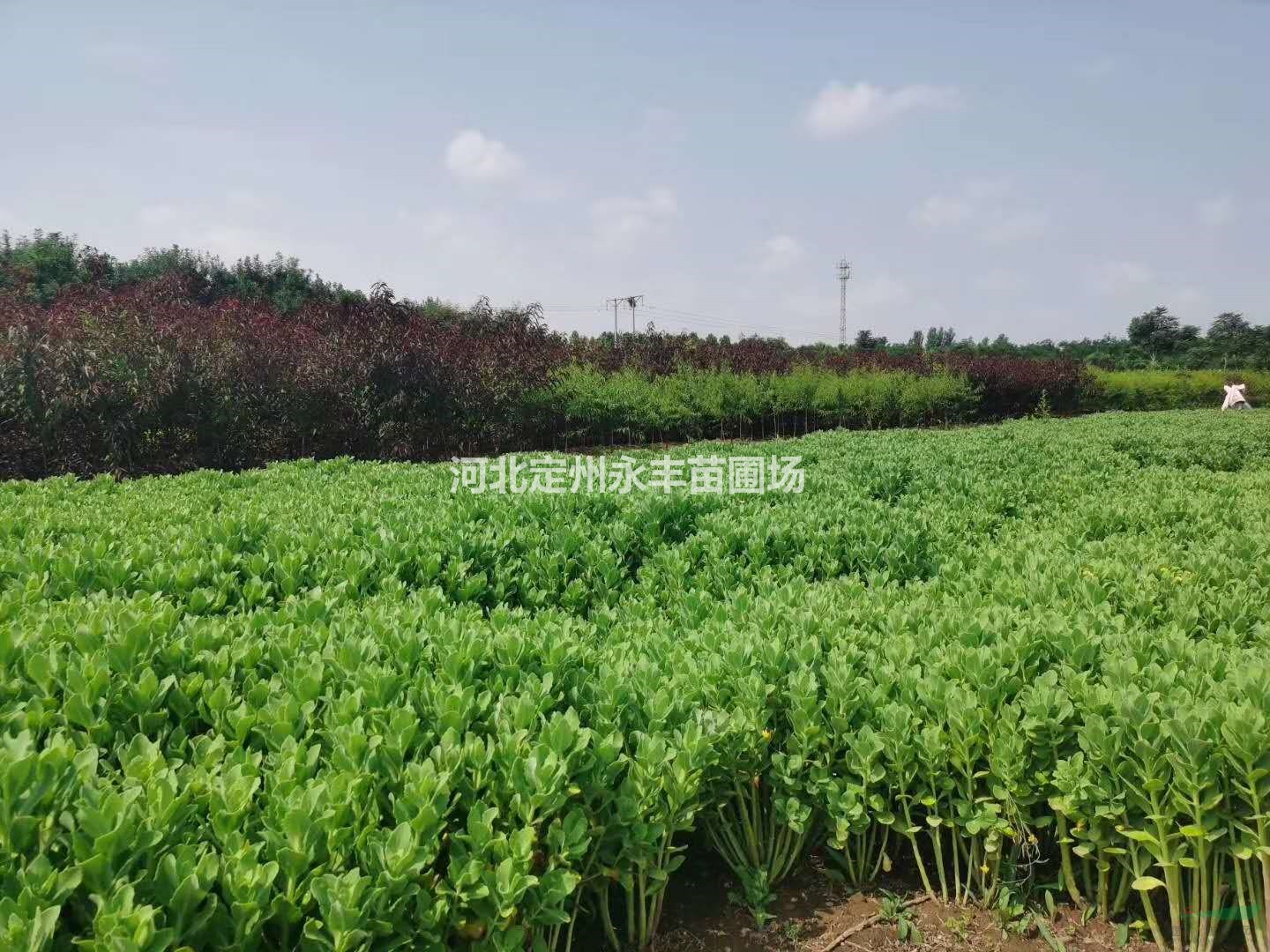 草花，帶杯草花，