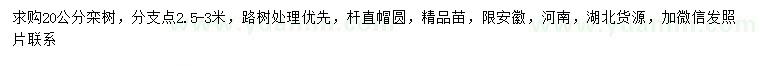 求購20公分欒樹