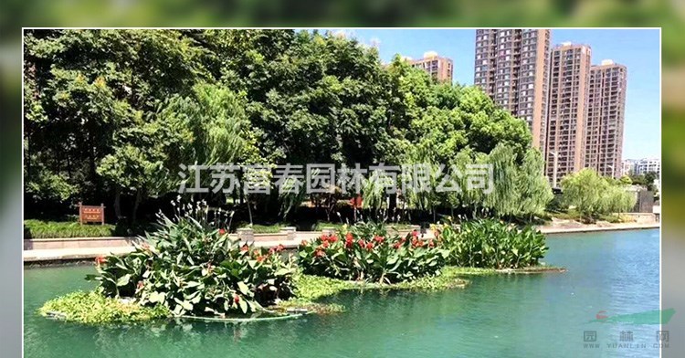 生態景觀浮島_沉水植物_水面綠化