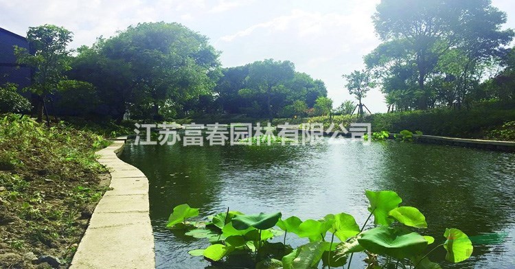 水生植物_哪里買人工生態(tài)浮島_廠家