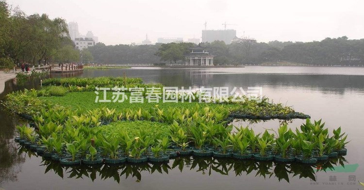 水面綠化_大型人工浮島_四季芹蔬菜水上種植