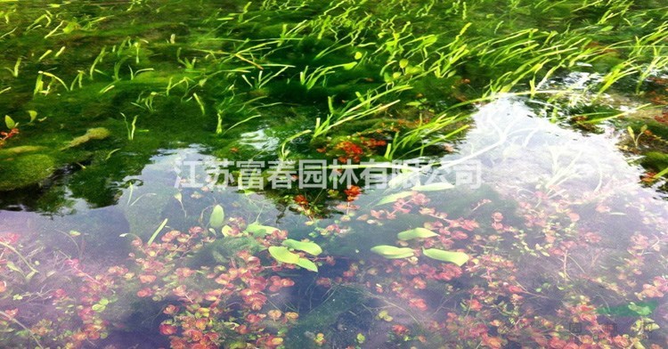 pe材質生態浮床_自然生態浮島_上門施工