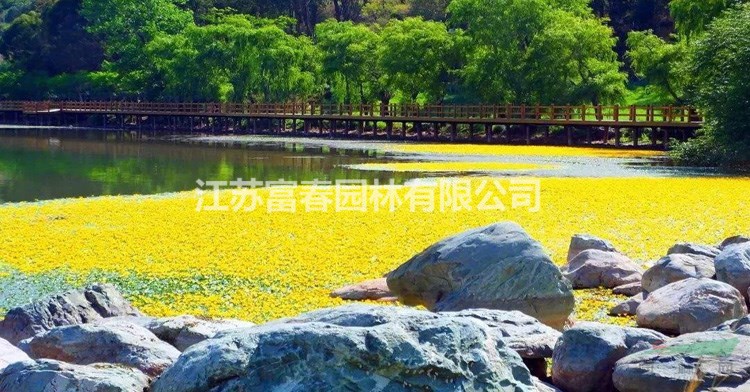 凈水浮床_大型人工浮島_綠化養護