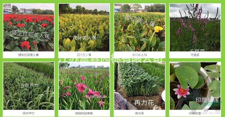污水治理_河道綠化浮島圖片_施工廠家專業施工隊伍