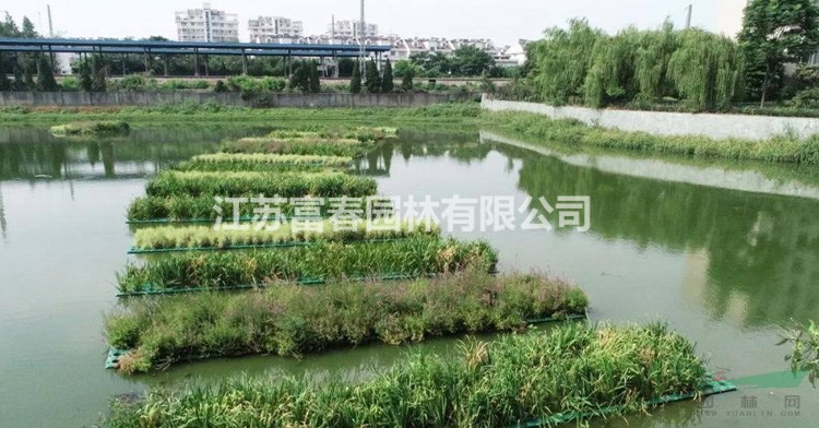 生態(tài)浮床_人工浮島常用水生植物_上門施工價格合理誠信合作