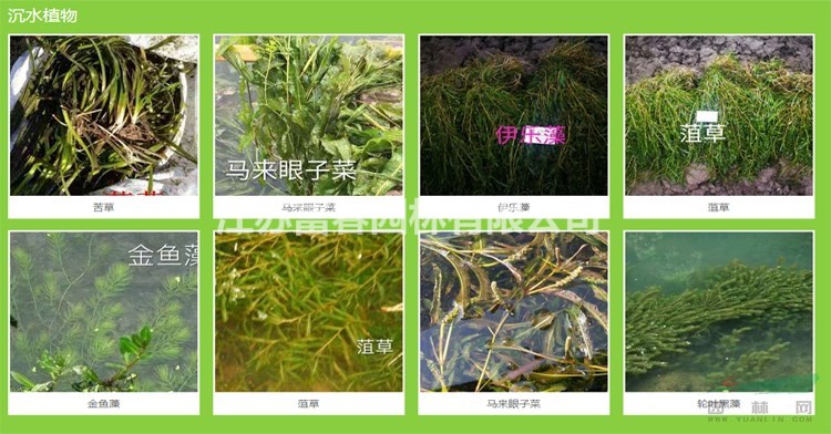 水面水稻浮島_人工浮島技術_綠化養護