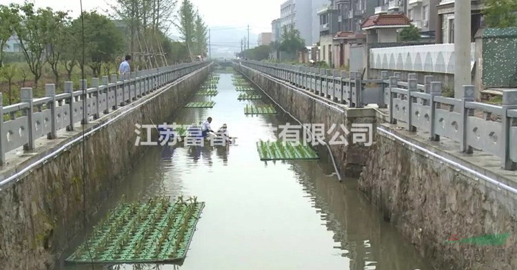 抗風浪浮島_盆栽荷花苗_種植過程圖解法