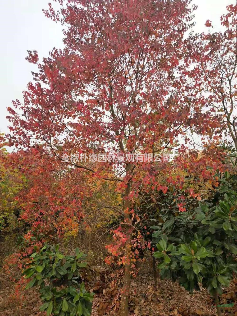 安徽地區(qū)常年供應(yīng)10-20公分烏桕