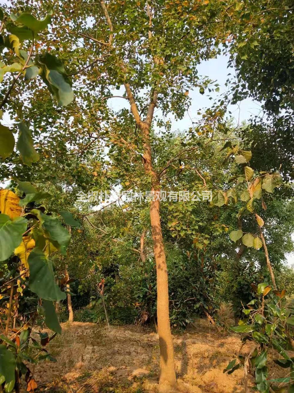 大小規(guī)格烏桕基地，15公分烏桕，18公分烏桕