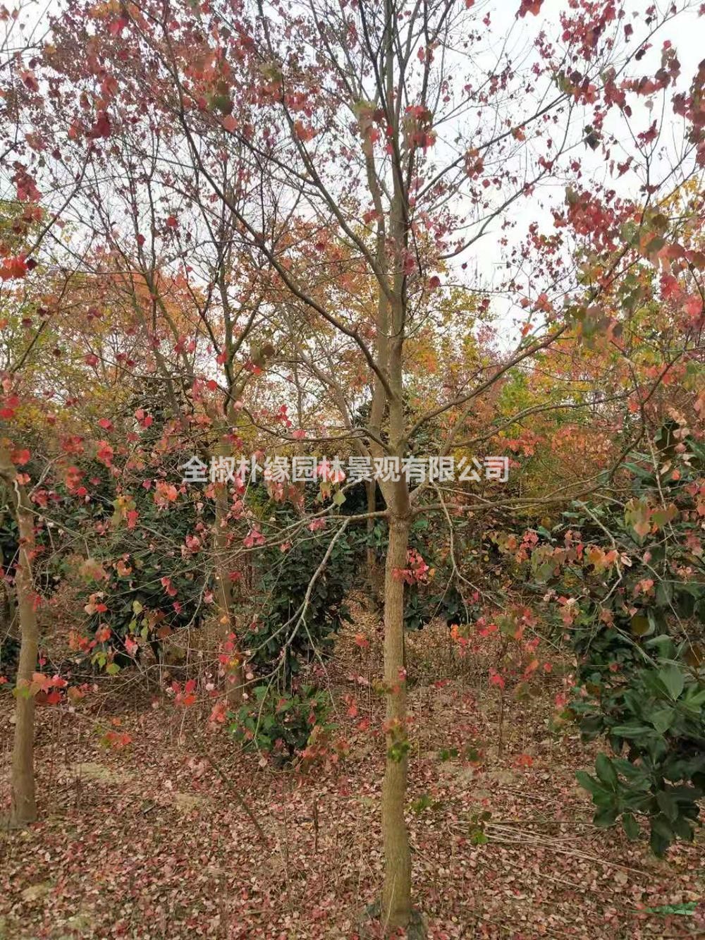 大小規(guī)格烏桕基地，15公分烏桕，18公分烏桕