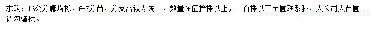 求購16公分娜塔櫟