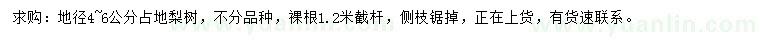 求購地徑4-6公分-梨樹