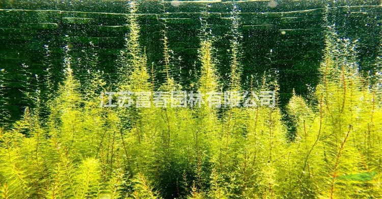 人工生態(tài)浮床_浮島種植_綠化改造工程